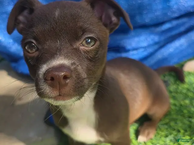 Chihuahua dogs for sale: Midnight-Chocolate - Ad 1