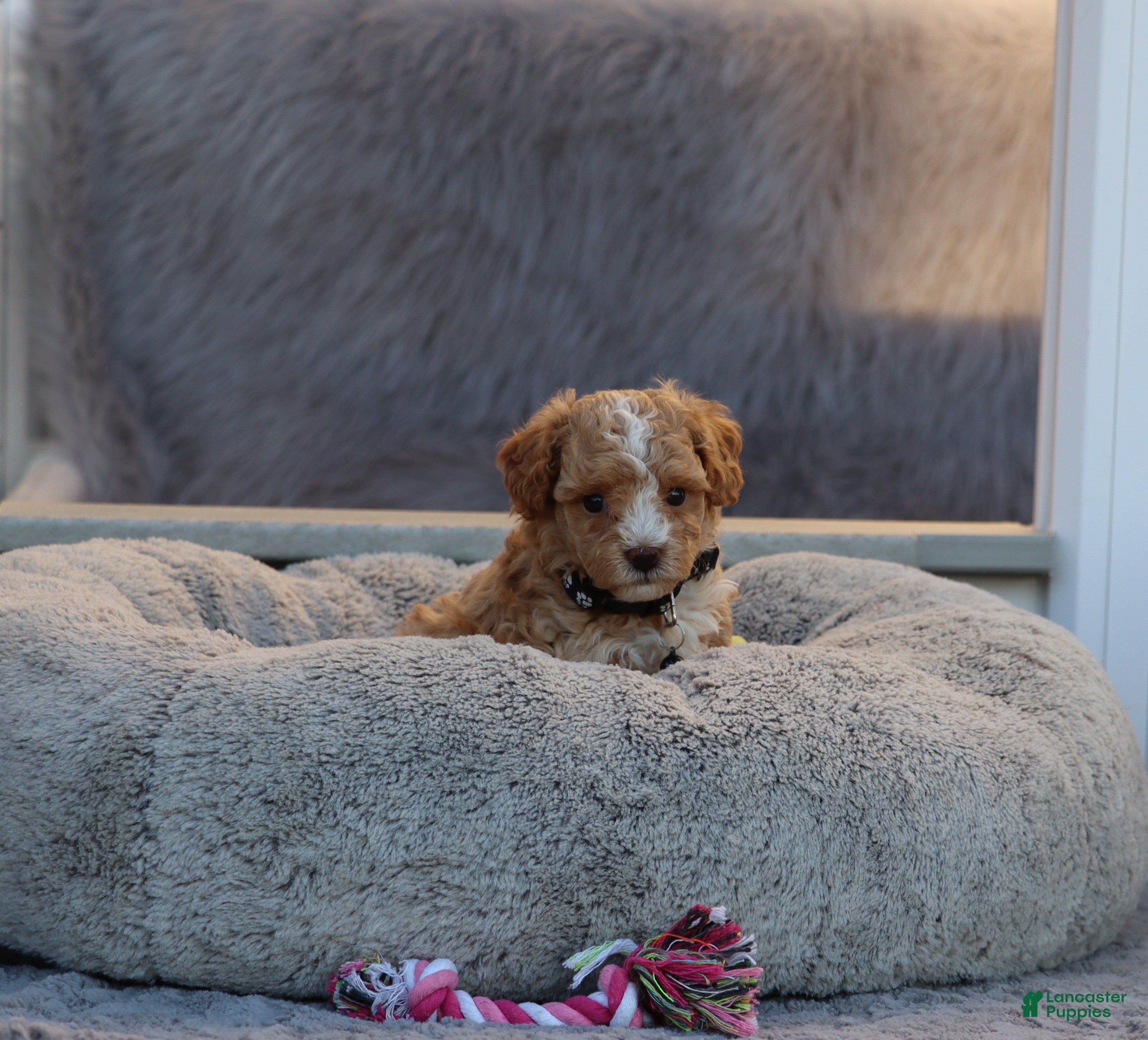 Havapoo dogs Zoey 🌷 Toy/Minature - Ad 2