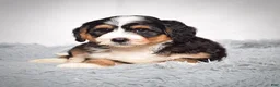 Mini Bernedoodle dogs for sale: Bailey - Ad 3