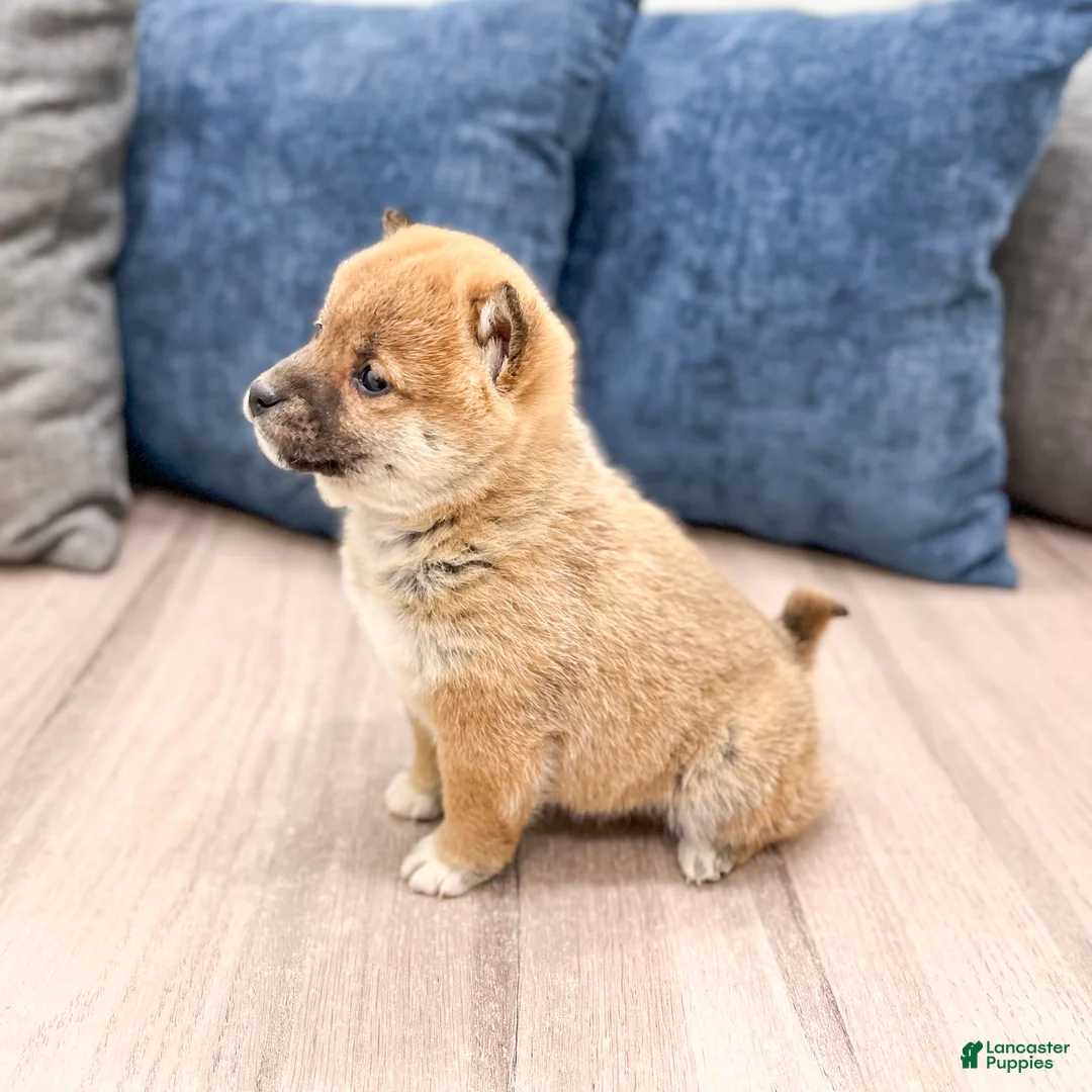 Shiba Inu dogs for sale: Candy - Ad 4