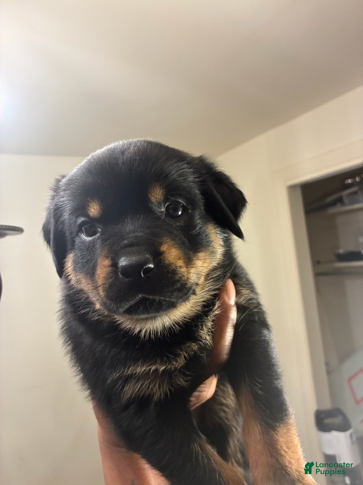 Rottweiler dogs for sale: Rottweiler 5 - Ad 3