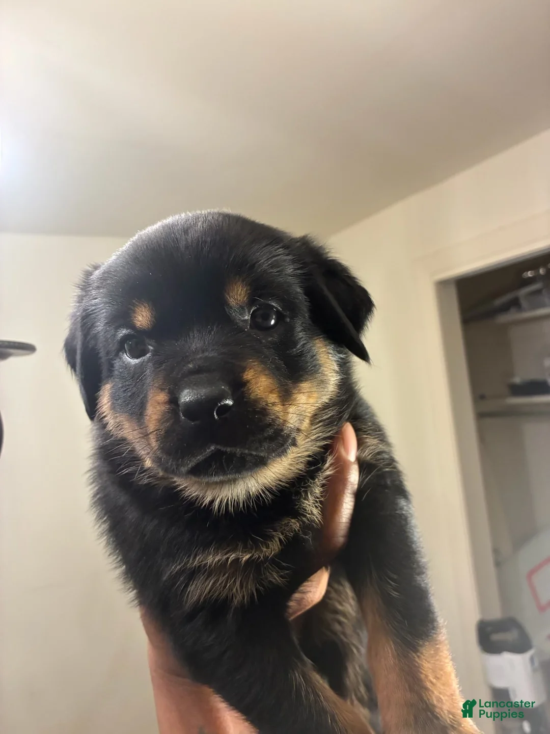 Rottweiler dogs for sale: Rottweiler 5 - Ad 1