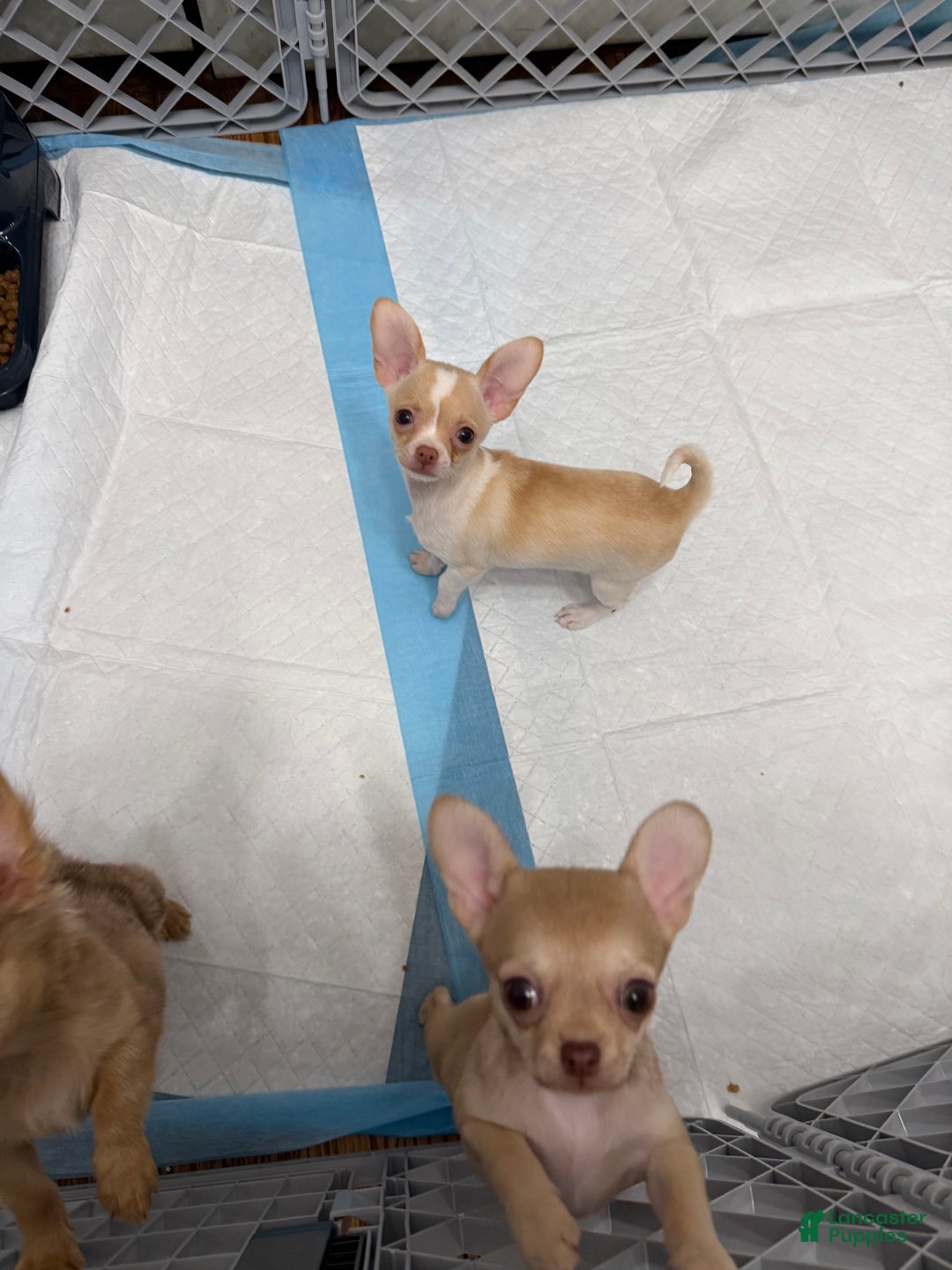 Chihuahua dogs for sale: Bella - Ad 3