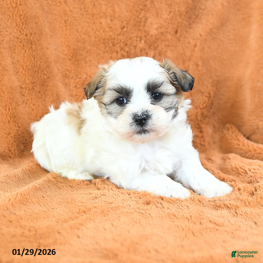 Teddy Bear dogs Nudge - Ad 40