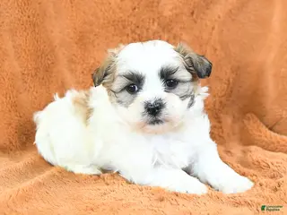 Teddy Bear dogs Nudge - Ad 40