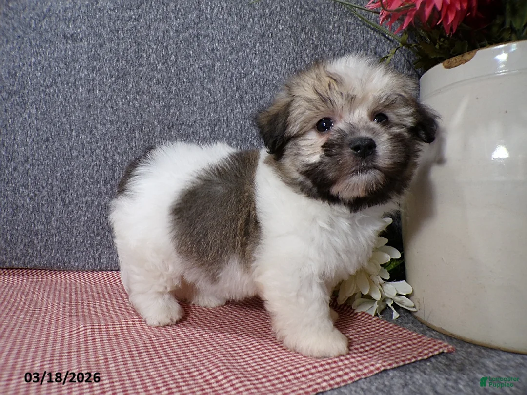 Havanese dogs for sale: Macey - Ad 2
