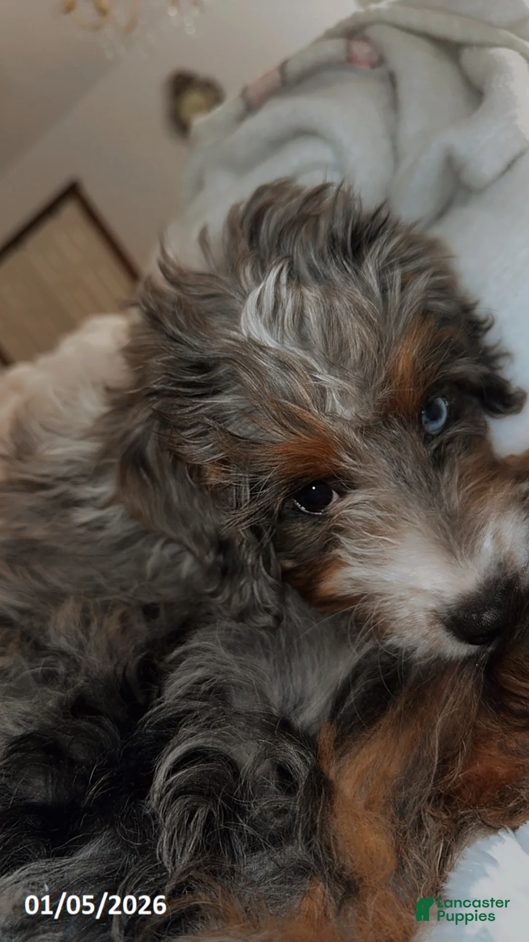 Mini Bernedoodle dogs for sale: Majorie - Ad 7