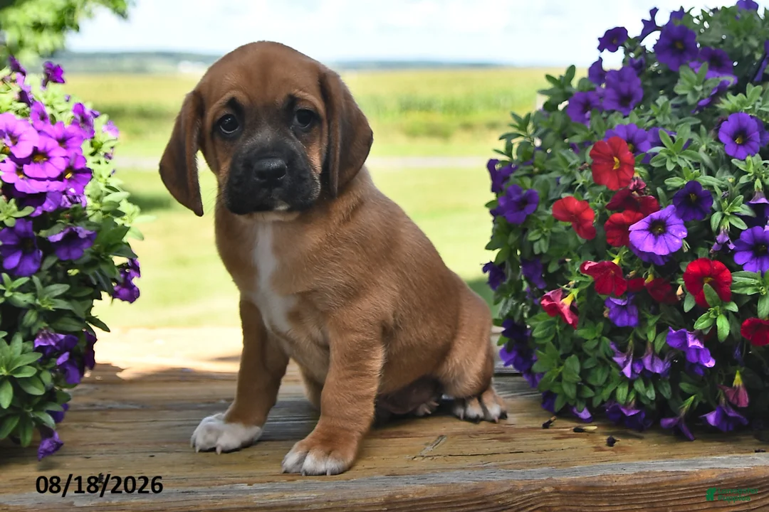 Puggle dogs for sale: Scout - Ad 2