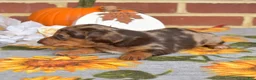 Miniature Dachshund dogs for sale: Godiva - Ad 3