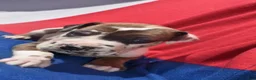 Great Dane dogs for sale: Great Dane - Purple Collar - Fawnequin - Ad 4