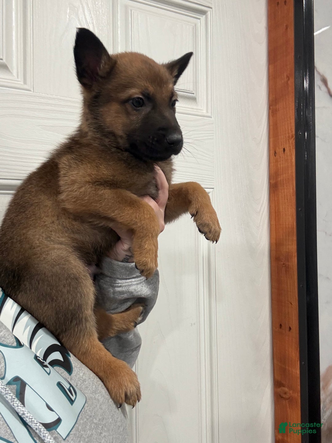 German Shepherd dogs for sale: German Shepherd Puppy 1 - Ad 5