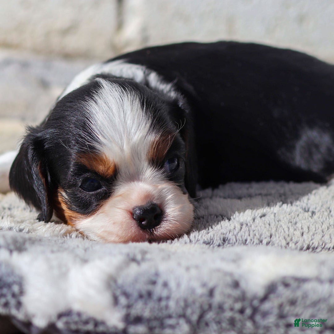 Cavalier King Charles Spaniel dogs for sale: Mya - Ad 6