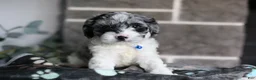 Cavapoo dogs for sale: Hudson - Ad 1