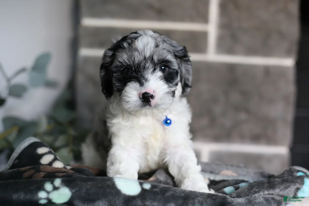 Cavapoo dogs for sale: Hudson - Ad 1