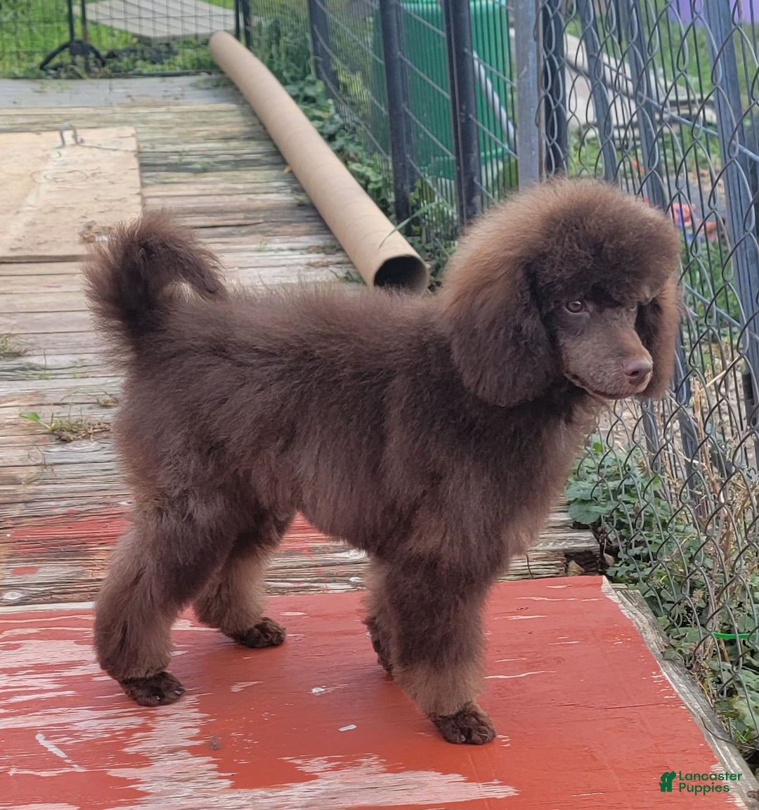 Miniature Poodle dogs for sale: Cooper moyen poodle  - Ad 5