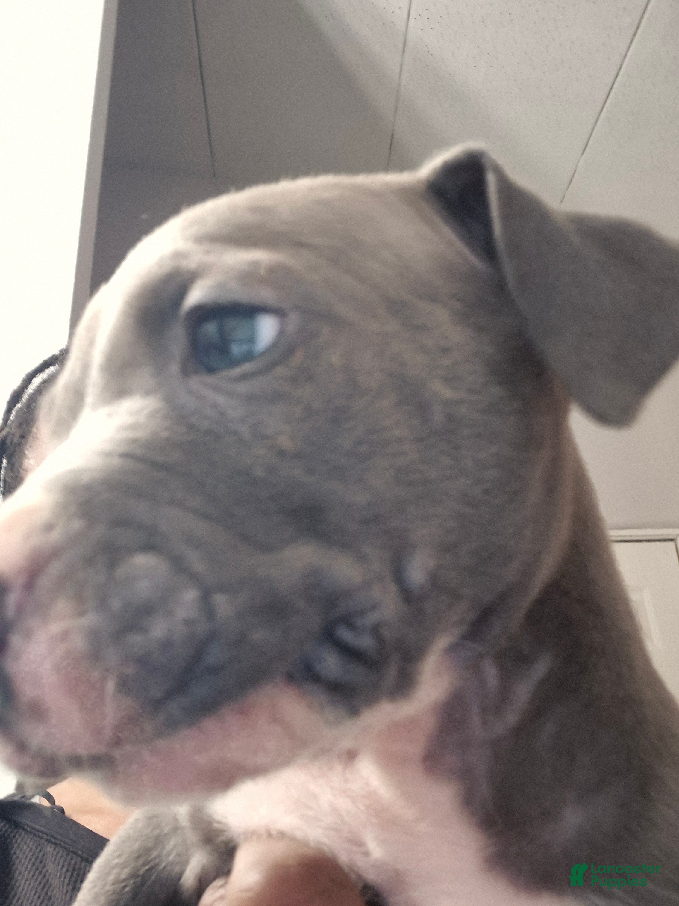 American Staffordshire Terrier dogs American Staffordshire Terrier Puppy 6 - Ad 1
