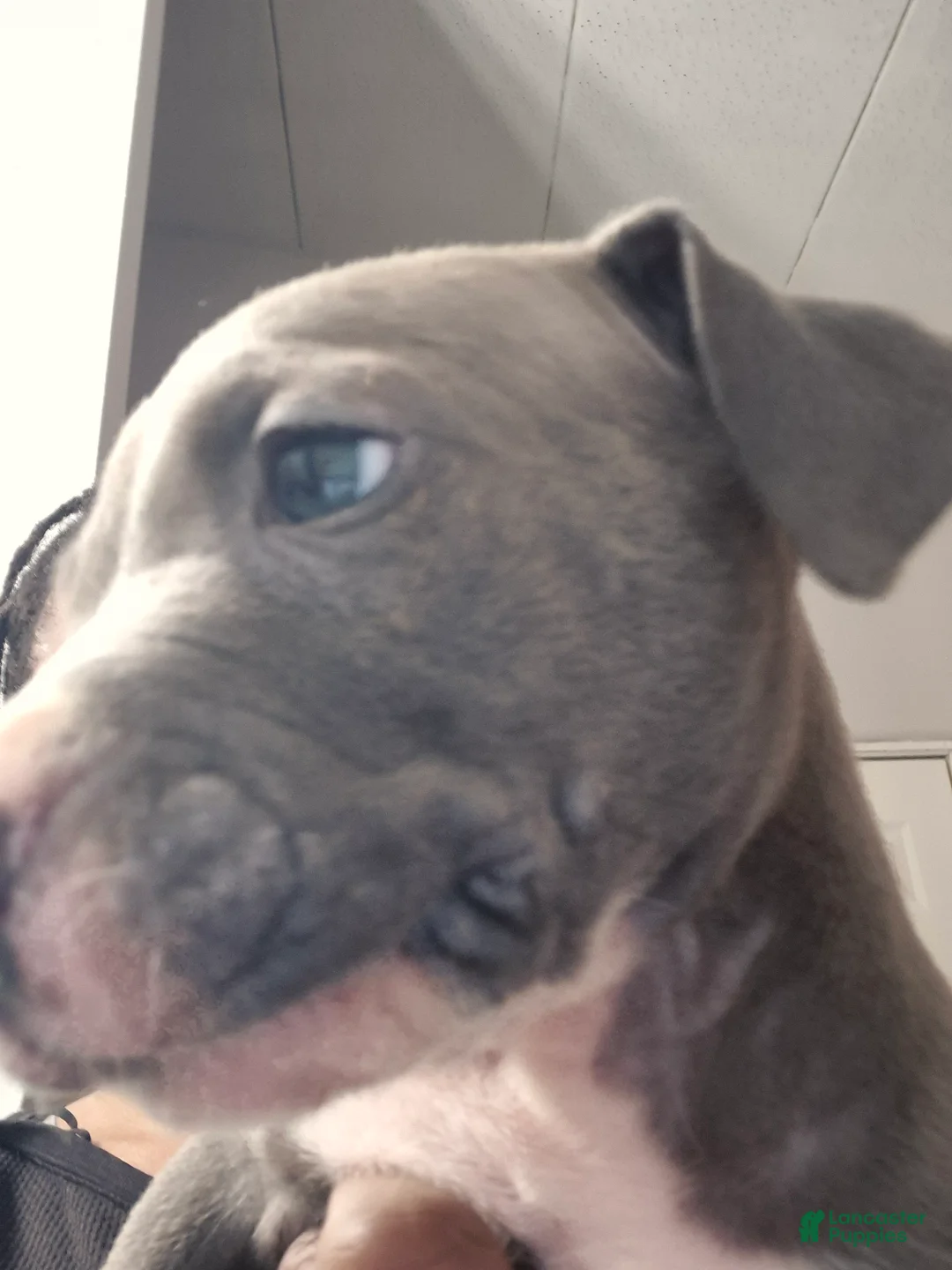 American Staffordshire Terrier dogs for sale: American Staffordshire Terrier Puppy 6 - Ad 1