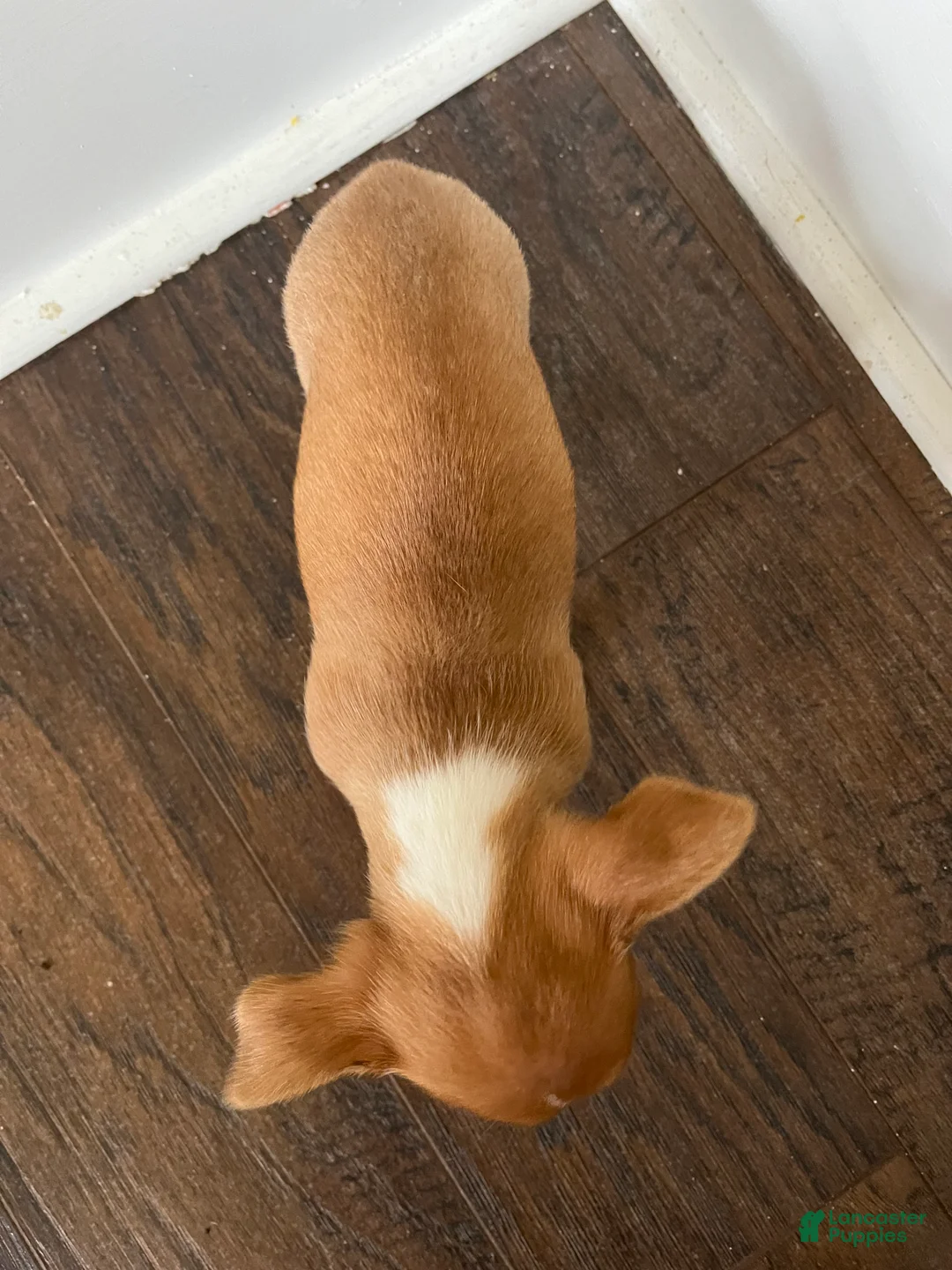 Chihuahua dogs for sale: Teacup Lucy - Ad 2