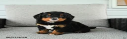 Bernedoodle dogs for sale: Sweet Pea - Ad 4