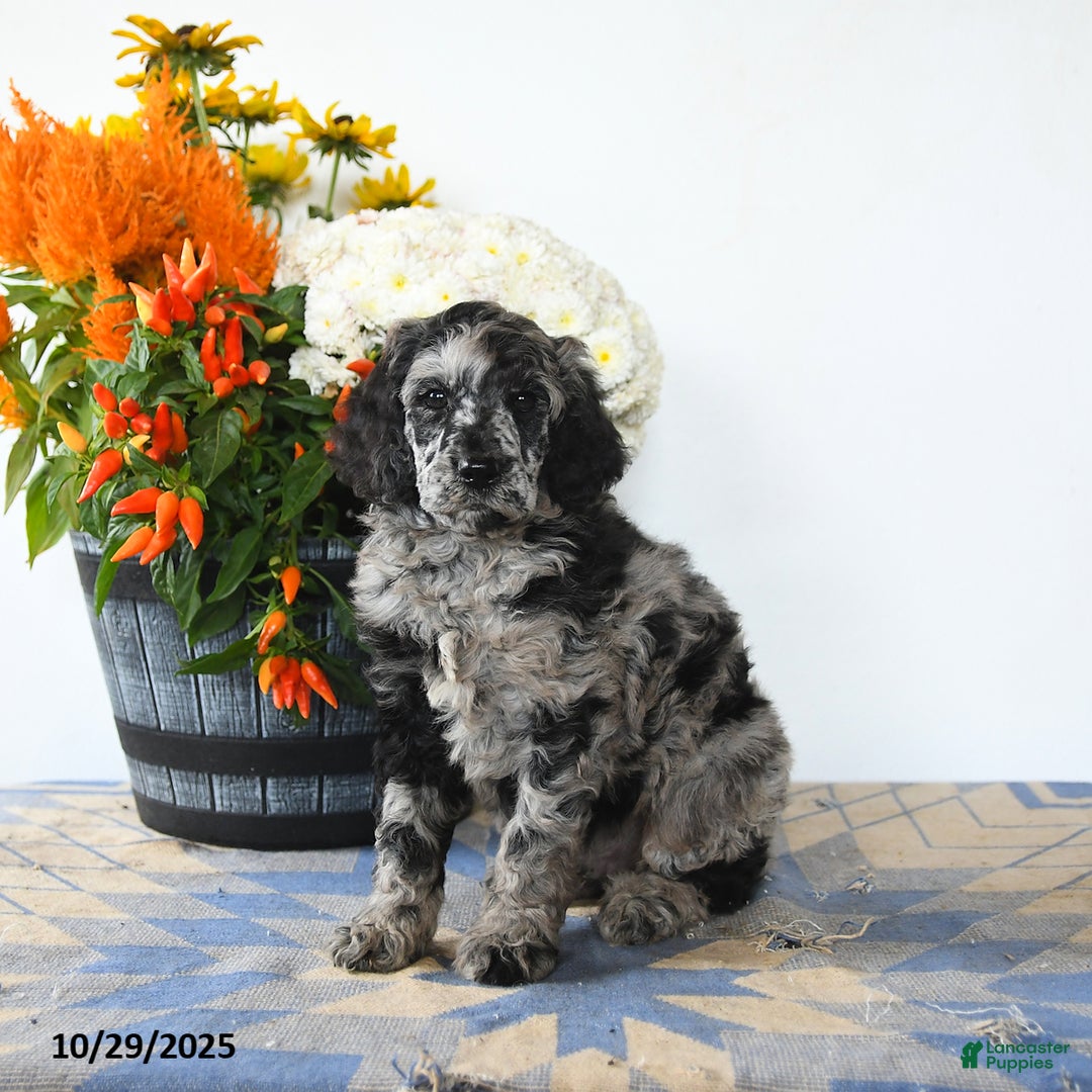 Standard Poodle dogs for sale: Max - Ad 3