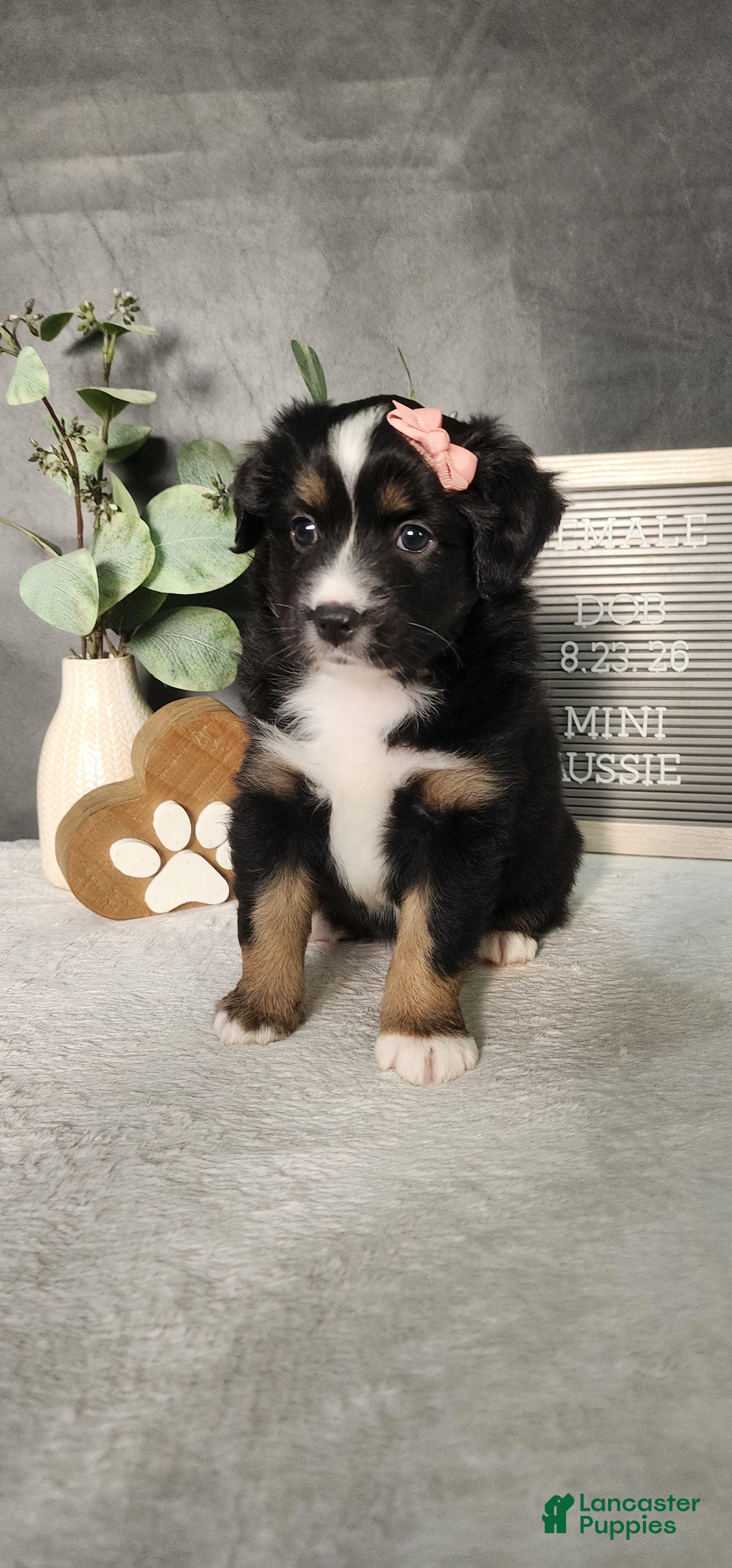 Miniature Australian Shepherd dogs Grace - Ad 2