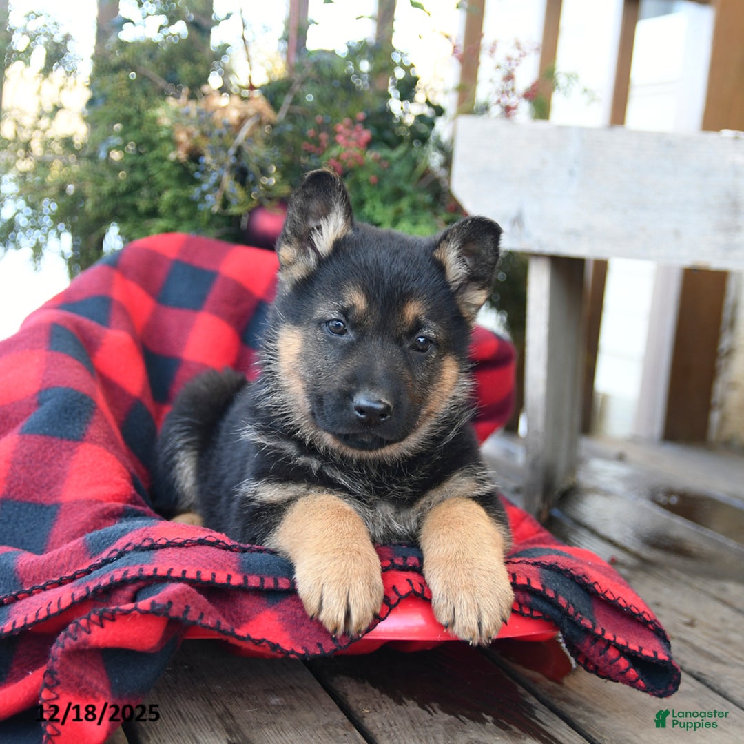 German Shepherd dogs for sale: Moose - Ad 2