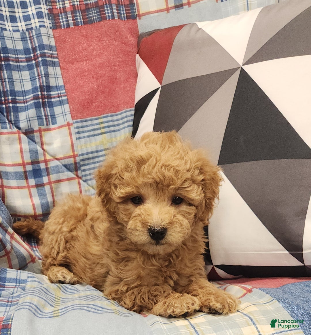 Mini Goldendoodle dogs for sale: Dillon Mini Goldendoodle Puppy 3 - Ad 4