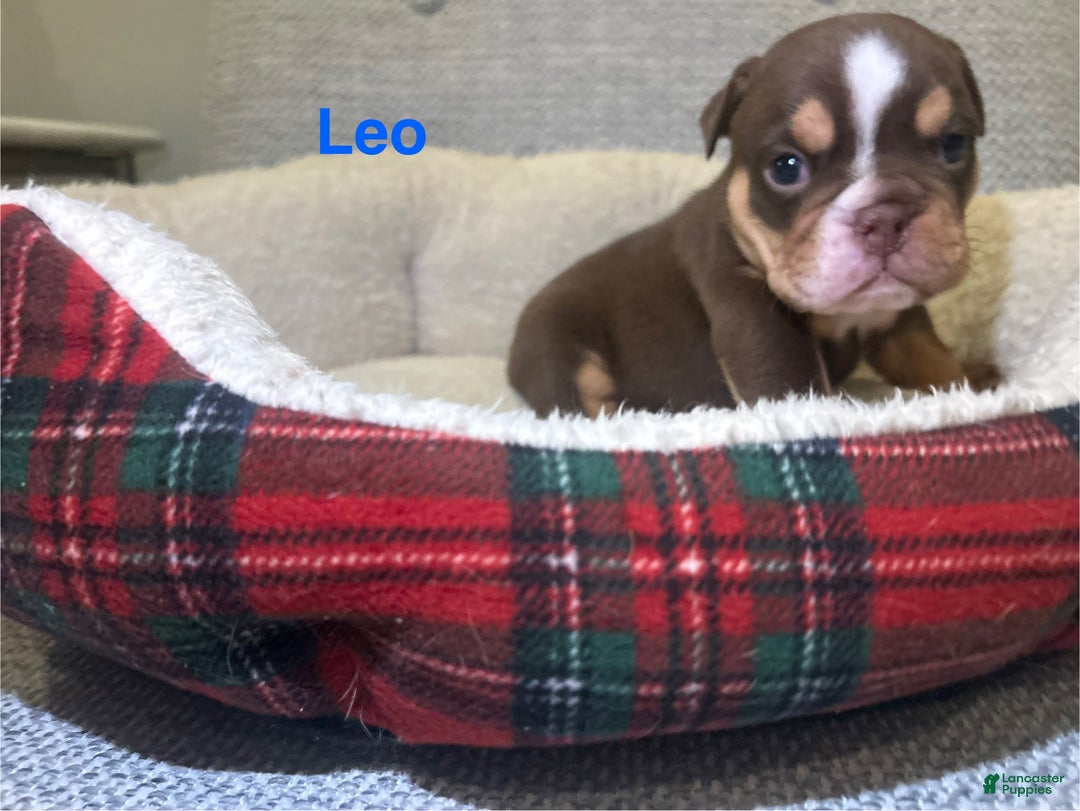 English Bulldog dogs for sale: Leo - Ad 3