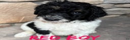 Bernedoodle dogs for sale: Blue boy - Ad 6