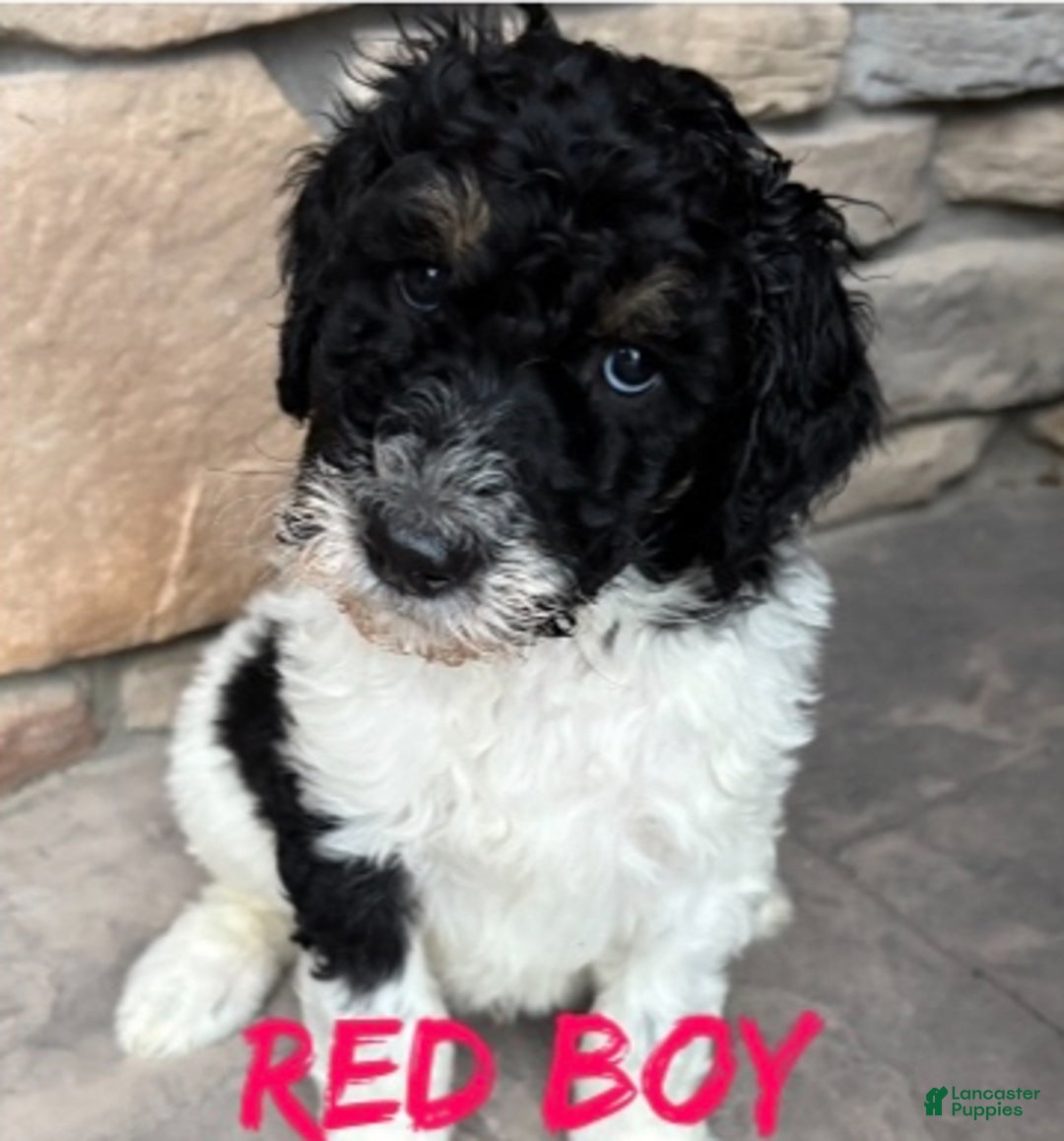 Bernedoodle dogs for sale: Blue boy - Ad 6