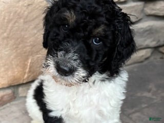 Bernedoodle dogs - Ad 40