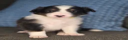 Shetland Sheepdog dogs for sale: Tiffin - Ad 8