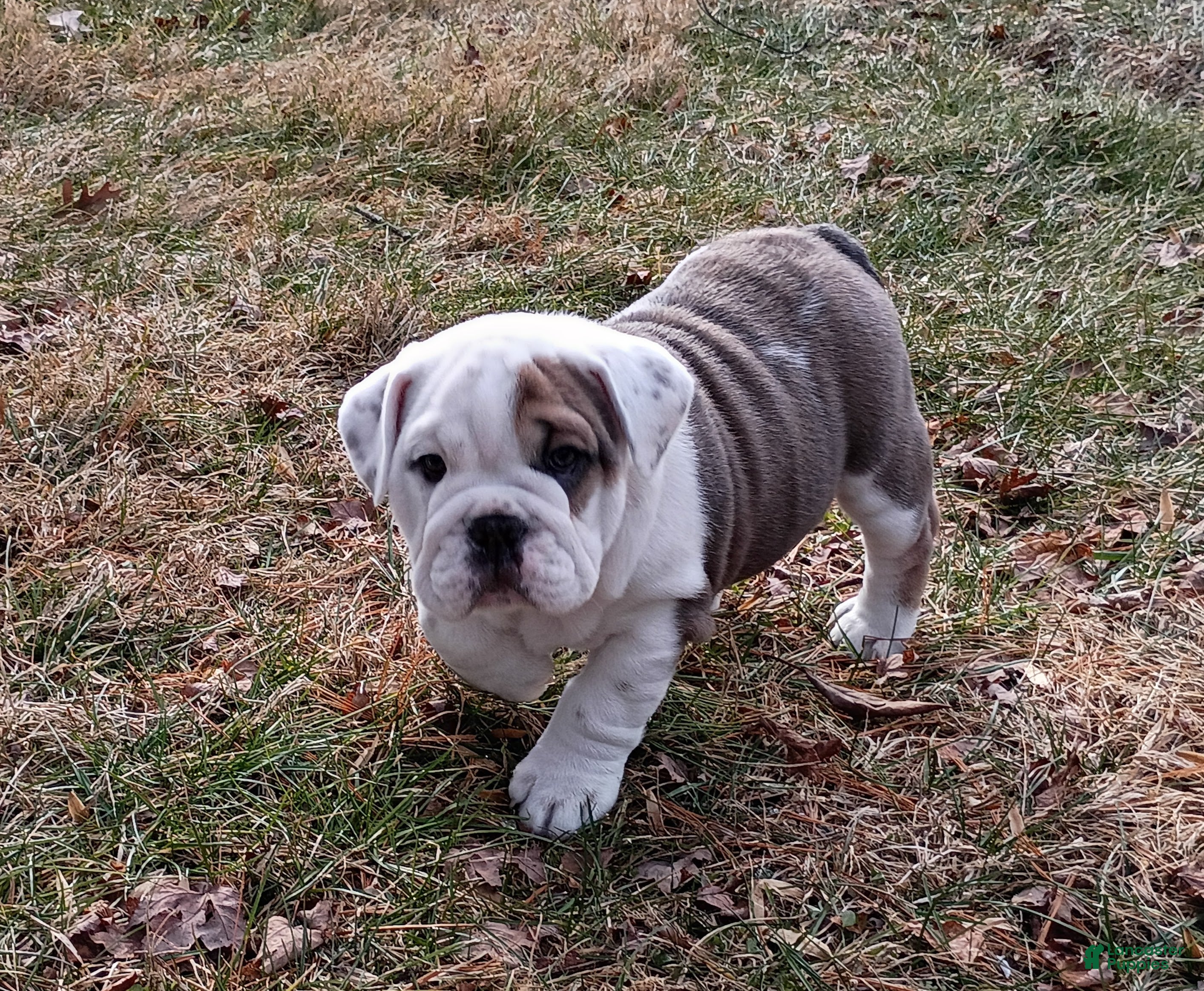 Mixed Breed dogs for sale: Sky - Ad 1