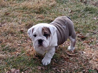 Mixed Breed dogs Sky - Ad 17