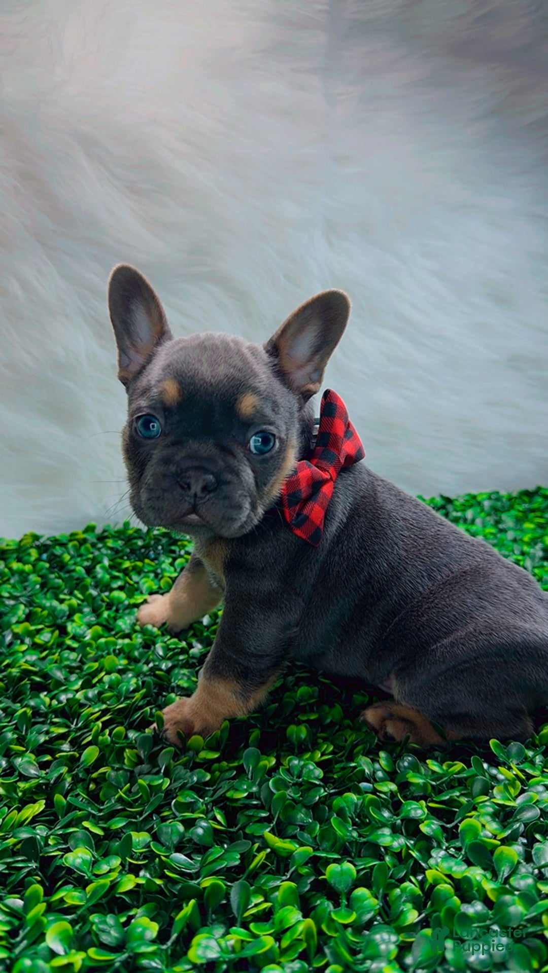 French Bulldog dogs for sale: TYSON - Ad 8