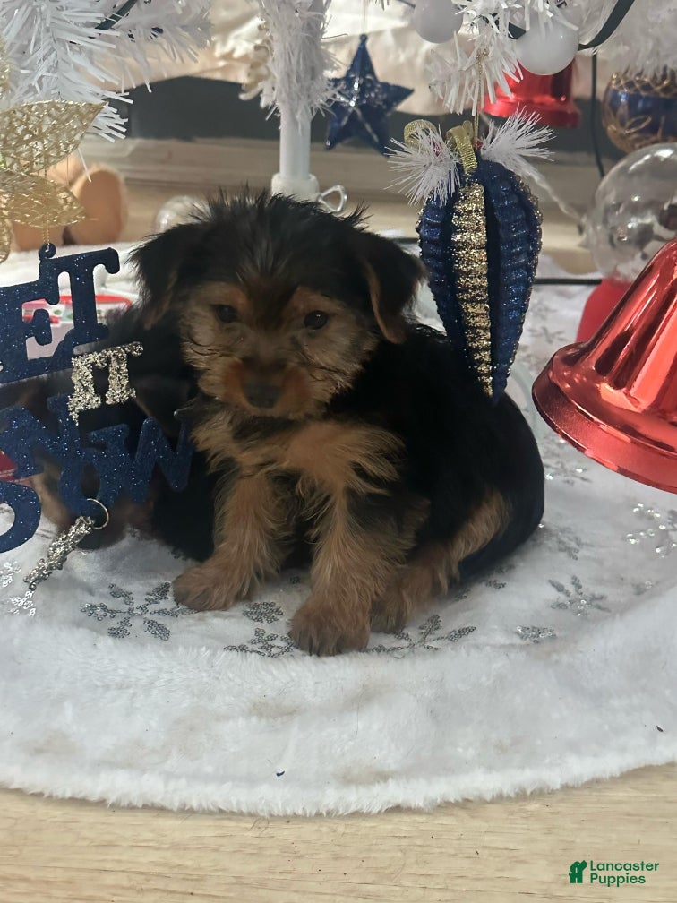 Yorkshire Terrier dogs Yorkshire Terrier puppy 1 - Ad 17