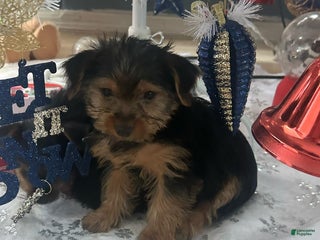 Yorkshire Terrier dogs Yorkshire Terrier puppy 1 - Ad 2