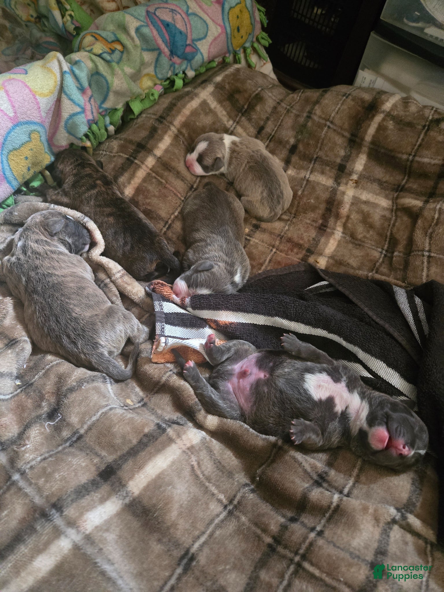 American Pit Bull Terrier dogs Shadow - Ad 25