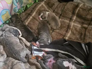 American Pit Bull Terrier dogs Shadow - Ad 25