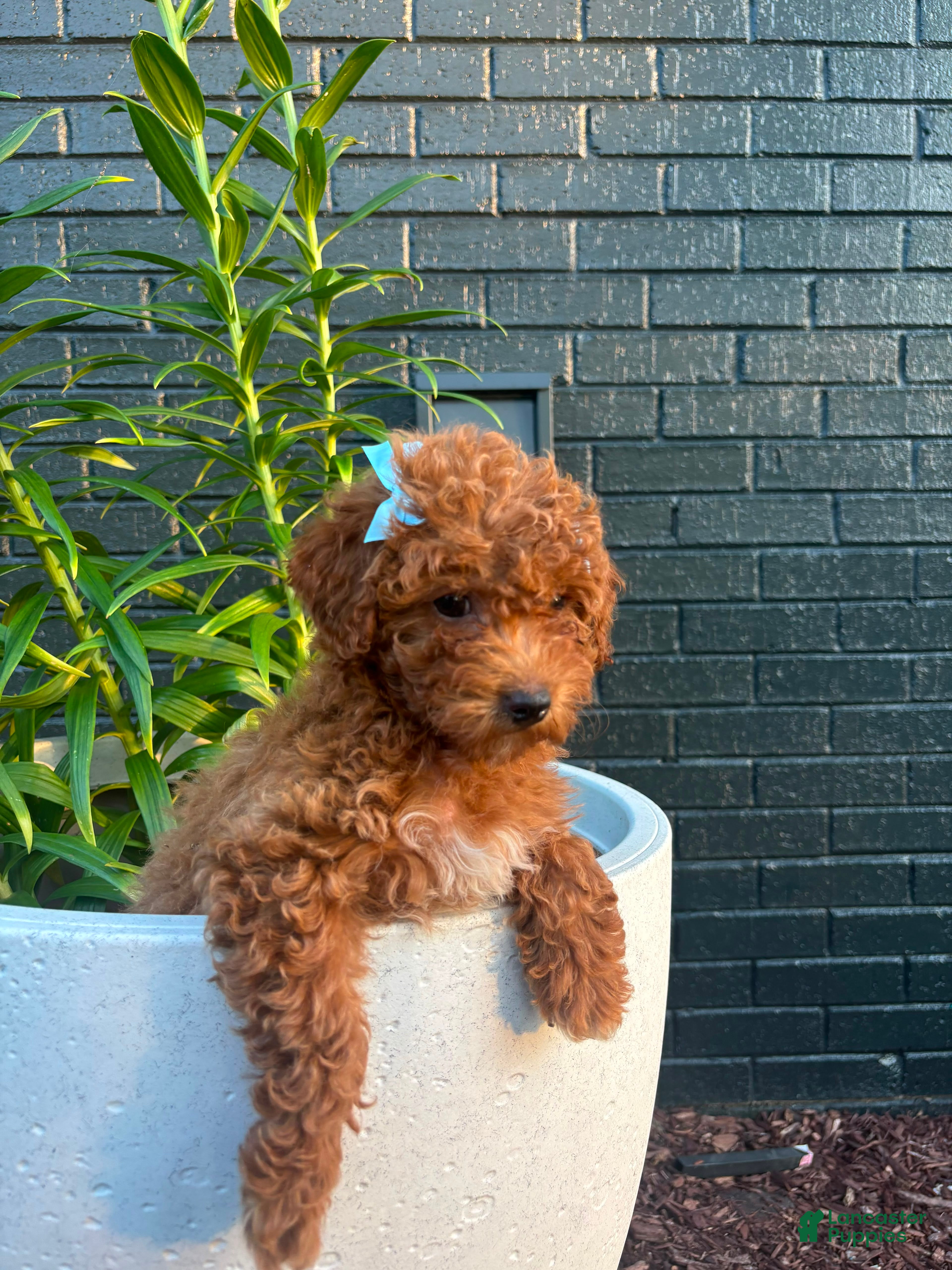 Toy Poodle dogs Ginger 🍂❤️ - Ad 19