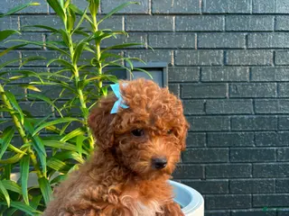 Toy Poodle dogs Ginger 🍂❤️ - Ad 34