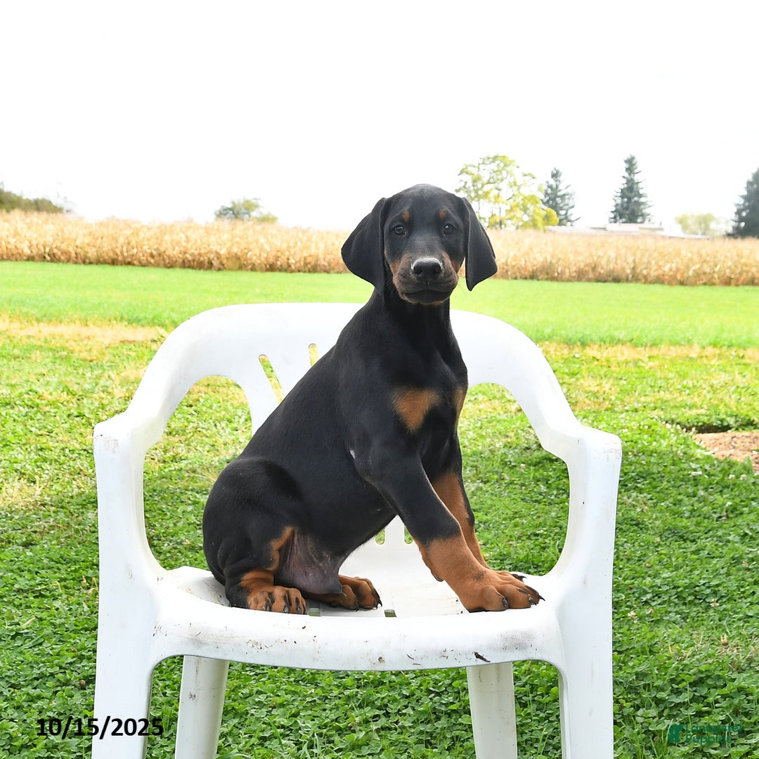 Doberman Pinscher dogs for sale: Rascal - Ad 2