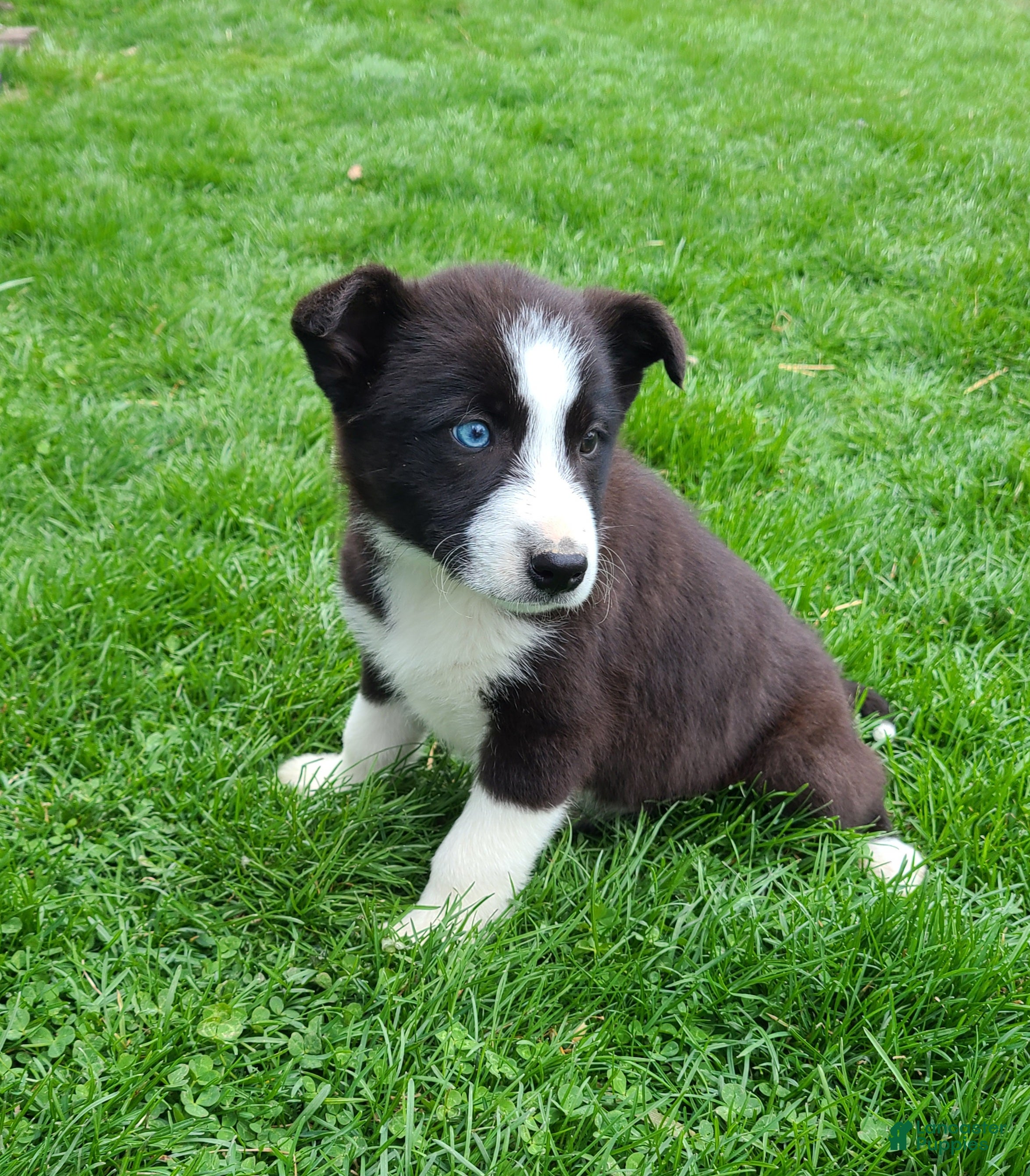 Border Collie dogs Piper  - Ad 1