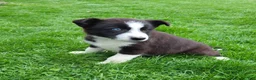 Border Collie dogs for sale: Piper  - Ad 1