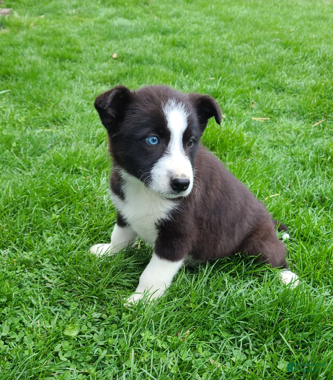 Border Collie dogs for sale: Piper  - Ad 1