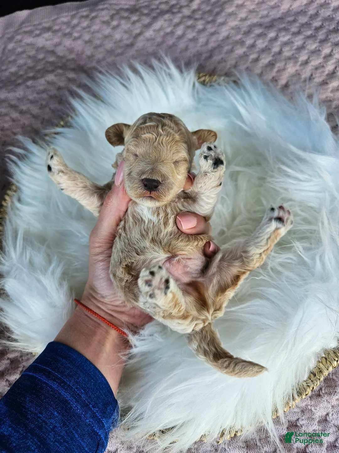 Cavapoo dogs for sale: Winston - Ad 1