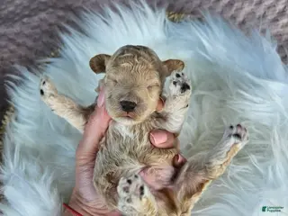 Cavapoo dogs Winston - Ad 39