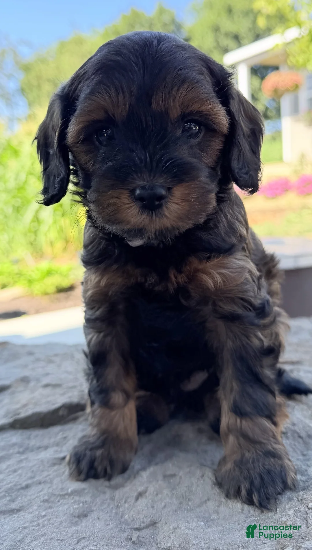 Cavapoo dogs for sale: Maxx - Ad 2