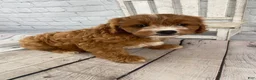 Cavapoo dogs for sale: Chloe - Ad 5
