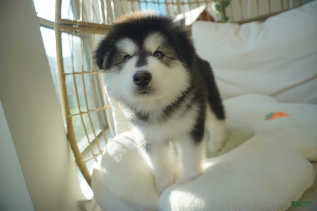 Alaskan Malamute dogs for sale: Xiao Huang - Ad 15